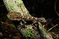 Moritz&#39;s Leaf-tailed gecko (Saltuarius moritzi) sub adult with a regenerated tail, at night, Coffs Harbour in north-eastern NSW, Australia.