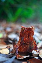 Perak horned toad (Megophrys aceras) Gunung Raya / Mt Raya. on Pulau Langkawi, Malaysia.