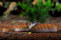 Rugose death adder (Acanthophis rugosus) from open savannah habitat near Daly Waters in the Northern Territory of Australia.