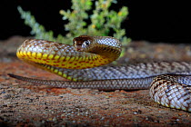 Strap-snouted brown snake (Pseudonaja aspidorhyncha) in pre strike position.Westmar, inland south-eastern Queensland, Australia.
