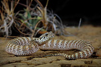 Barkly death adder (Acanthophis hawkei) juvenile, Barkly Stock Route, Northern Territory, Australia. May.