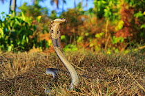 Monocled cobra (Naja kaouthia) on rubber plantation at Phak Lok, Phuket Island, Thailand .