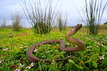 White-lipped Snake (Drysdalia coronoides) assuming a defensive posture, Cotters Beach, South Gippsland region of Victoria, Australia.