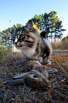 Feral domestic cat standing over dead rabbit (Oryctolagus cuniculus) Melbourne, Victoria, Australia, May.