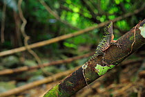 Peninsula horned tree lizard (Acanthosaura armata) female, Cross-island trail, Tioman Island, Malaysia.