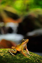 Poisonous rock frog (Odorrana hosii) next to stream along the Cross Island Trail, Tioman Island, Malaysia.
