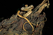 Speckle-headed whipsnake (Ahaetulla fasciolata) sub adult from riparian lowland rainforest on Phuket Island, Thailand.