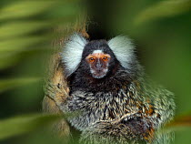 Common marmoset (Callithrix jacchus) portrait, captive, endemic to Brazil. With digitally added leaves.