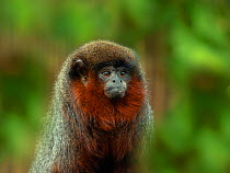 Coppery titi monkey (Callicebus cupreus) portrait, captive, occurs in South America. with digitally added leaves.