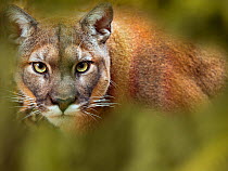 Cougar (Puma concolor) portrait, captive, occurs in the Americas. With digitally added leaves.