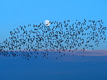 Golden plover (Pluvialis apricaria) flock flying with the moon in the background,, Titchwell, Norfolk, December.