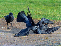 Jackdaw (Corvus monedula) fighting on farmland, Norfolk, England, UK, January.