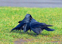 Jackdaws (Corvus monedula) pair preening each other, Norfolk, England, UK, January.