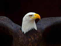 RF - Bald eagle (Haliaeetus leucocephalus) portrait, captive, occurs in North America. (This image may be licensed either as rights managed or royalty free.)