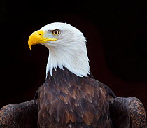 Bald eagle (Haliaeetus leucocephalus) portrait, captive, occurs in North America.