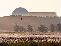 RSPB Minsmere and distant Marsh harrier (Circus aeruginosus) with Sizewell power station, Suffolk, UK, November.