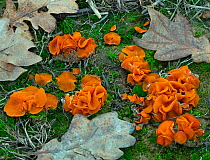 Orange peel fungus (Aleuria aurantia) Norfolk, England, UK, January.