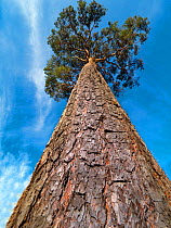 Scots pines (Pinus sylvestris) trunk and bark, Norfolk, England, UK, November.