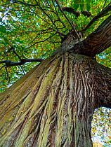 Sweet chestnut (Castanea sativa) trunk and bark patterns of ancient tree, Norfolk, England, UK, November.