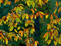 Sweet chestnut (Castanea sativa) leaves in autumn, Norfolk, England, UK, November.