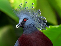 Victoria crowned pigeon (Goura victoria) portrait. Captive, occurs in New Guinea.