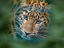 RF - Amur leopard (Panthera pardus orientalis) captive, occurs in northern China and Russia, with digitally added leaves. (This image may be licensed either as rights managed or royalty free.)