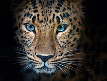 Amur leopard (Panthera pardus orientalis) captive, occurs in northern China and Russia. Digitally added shadows.