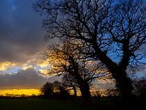 Oak trees (Quercus robur) winter afternoon Southrepps, Norfolk, England, UK, January.