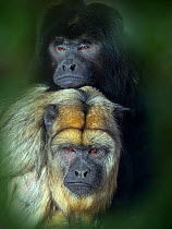 Black howler (Alouatta caraya) male female pair. Captive, occurs in South America, with digitally added leaf pattern.