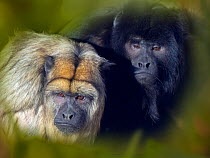 Black howler (Alouatta caraya) male and female, captive, occurs in Brazil and Paraguay. With digitally added leaf pattern.