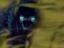 Blue-eyed black lemur (Eulemur flavifrons) male, captive, occurs in Sulawesi. With digitally added leaves.