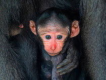 Celebes crested macaque (Macaca nigra) infant, captive.