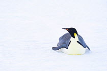 Emperor penguin (Aptenodytes forsteri) toboganning / sliding over ice, returning to form breeding colony. Atka Bay, Antarctica. April.
