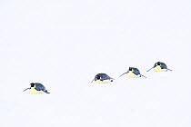 Emperor penguin (Aptenodytes forsteri), four toboganning / sliding over ice, returning to form breeding colony. Atka Bay, Antarctica. April.