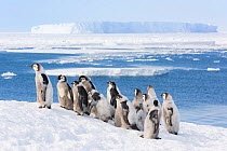 Emperor penguin (Aptenodytes forsteri) group of fledglings aged 20-24 weeks overlooking melting sea ice. Atka Bay, Antarctica. January 2017.