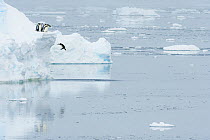 Emperor penguin (Aptenodytes forsteri) adults and fledglings aged 20-24 weeks diving into sea. Atka Bay, Antarctica. January 2017.