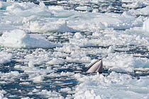 Minke whale (Balaenoptera acutorostrata) surfacing in forming sea ice. Atka Bay, Antarctica. March.