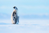 Emperor penguin (Aptenodytes forsteri) chick aged 20-24 weeks, in moult standing on sea ice. Atka Bay, Antarctica. January.