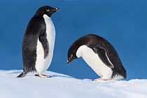 Adelie penguin (Pygoscelis adeliae), pair in courtship. Atka Bay, Antarctica. February.