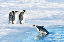 Emperor penguin (Aptenodytes forsteri), group on sea and one coming ashore, returning to form breeding colony. Atka Bay, Antarctica. April.