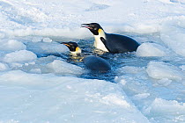 Emperor penguin (Aptenodytes forsteri) two emerging from gap in forming sea ice, coming back ashore to form breeding colony.. Atka Bay, Antarctica. April.