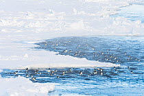 Emperor penguin (Aptenodytes forsteri) group swimming towards sea ice to form breeding colony at start of winter. Atka Bay, Antarctica. April.