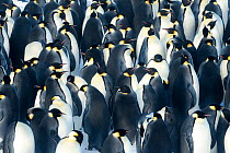 Emperor penguin (Aptenodytes forsteri) forming breeding colony at start of winter. Atka Bay, Antarctica. April.