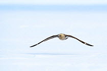 South polar skua (Stercorarius maccormicki) flying low across sea ice. Atka Bay, Antarctica. January.