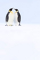 Emperor penguin (Aptenodytes forsteri), two standing together on snow. Atka Bay, Antarctica. January. UNCATALOGUED.