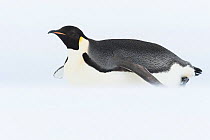 Emperor penguin (Aptenodytes forsteri) toboganning / sliding across sea ice, portrait. Atka Bay, Antarctica. January.