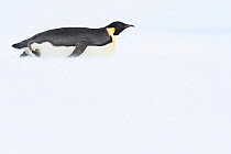Emperor penguin (Aptenodytes forsteri) toboganning / sliding across sea ice to provision its chick. Atka Bay, Antarctica. January.