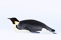 Emperor penguin (Aptenodytes forsteri) toboganning / sliding across ice, portrait. Atka Bay, Antarctica. January.
