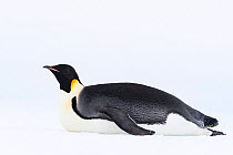 Emperor penguin (Aptenodytes forsteri) toboganning / sliding across ice, portrait. Atka Bay, Antarctica. January.