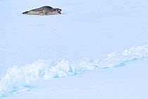 Leopard seal (Hydrurga leptonyx) yawning, lying on ice. Atka Bay, Antarctica. February.